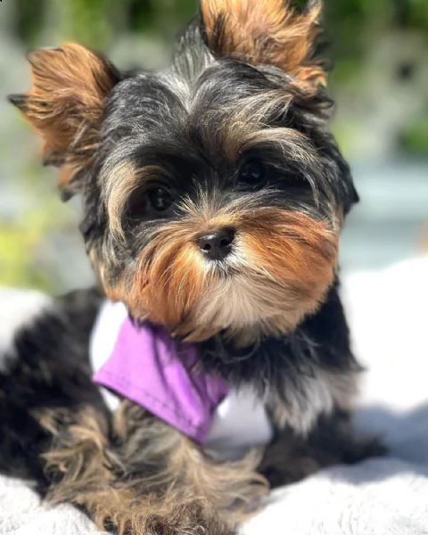 cuccioli di yorkie | Foto 0