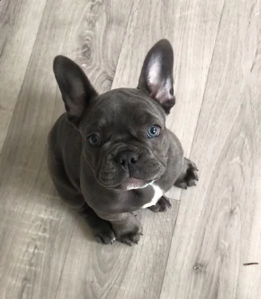 cucciolo di bulldog francese