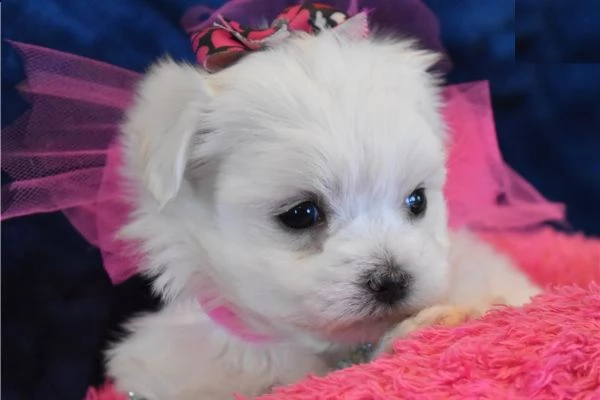 cuccioli di maltese  | Foto 0