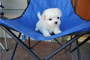 cuccioli di maltese 
