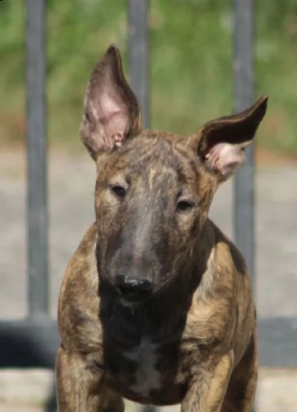 bull terrier cuccioli in vendita | Foto 4