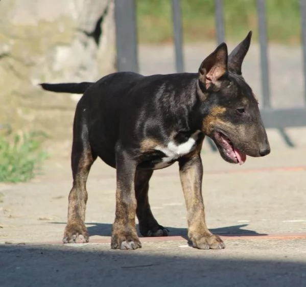 bull terrier cuccioli in vendita | Foto 3