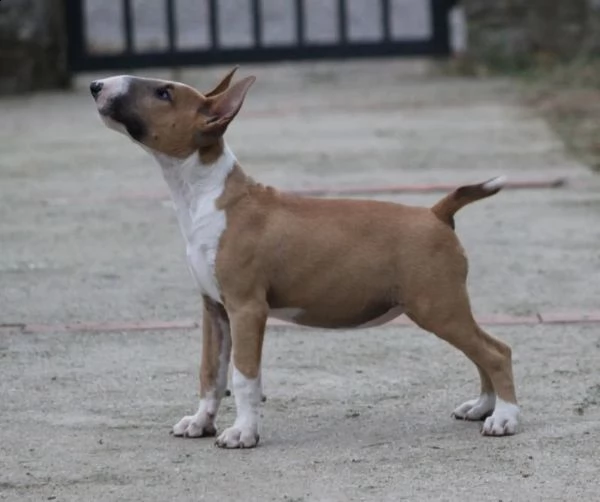 bull terrier cuccioli in vendita | Foto 2