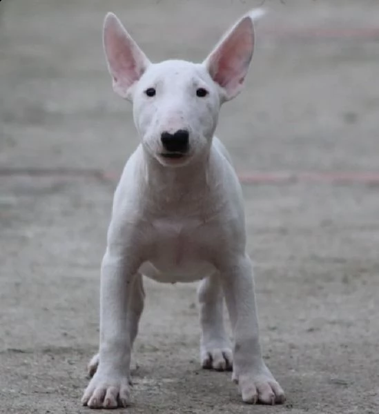 bull terrier cuccioli in vendita | Foto 1