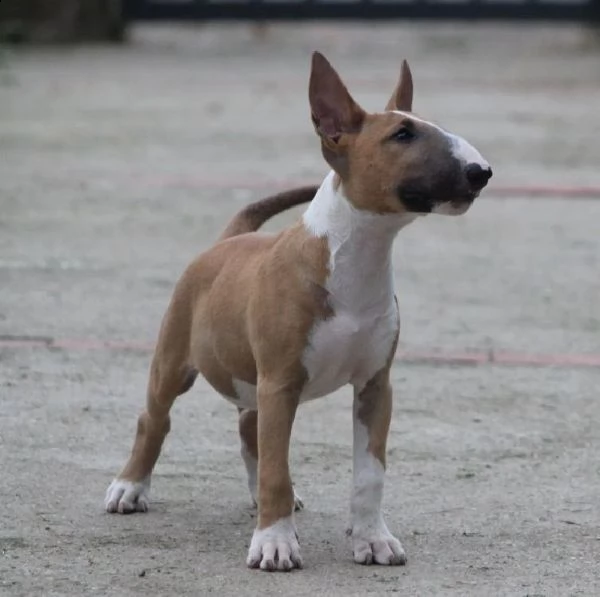 bull terrier cuccioli in vendita