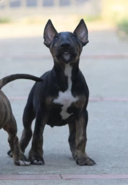 bull terrier cuccioli in vendita | Foto 0