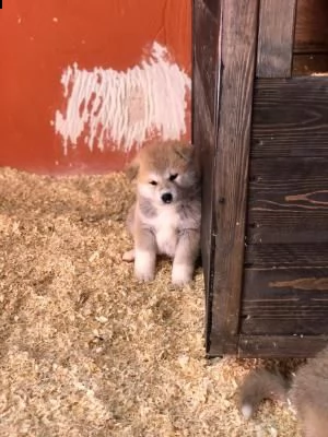 vendesi akita inu