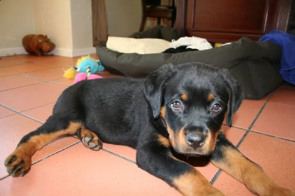 cuccioli di rottweiler 