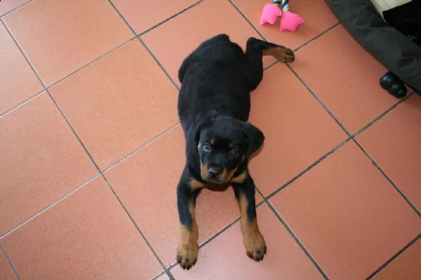cuccioli di rottweiler  | Foto 0