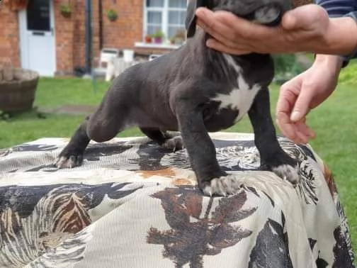 cuccioli di cane corso | Foto 3