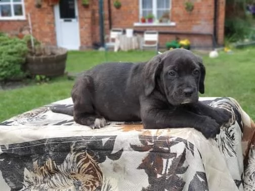 cuccioli di cane corso | Foto 2