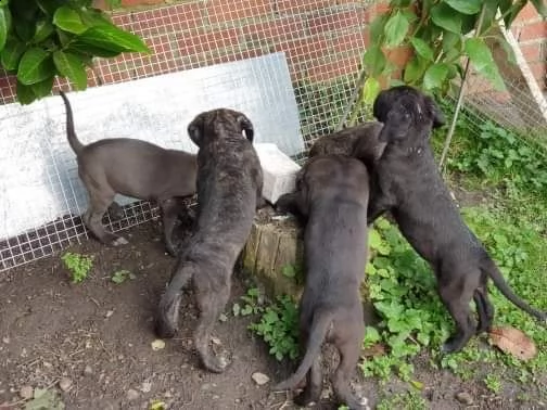 cuccioli di cane corso
