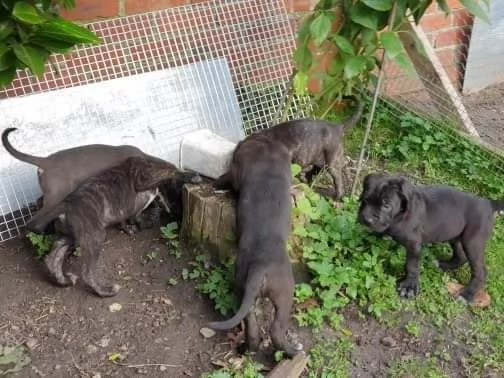 cuccioli di cane corso | Foto 1