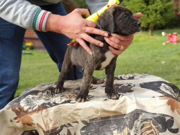 cuccioli di cane corso | Foto 0