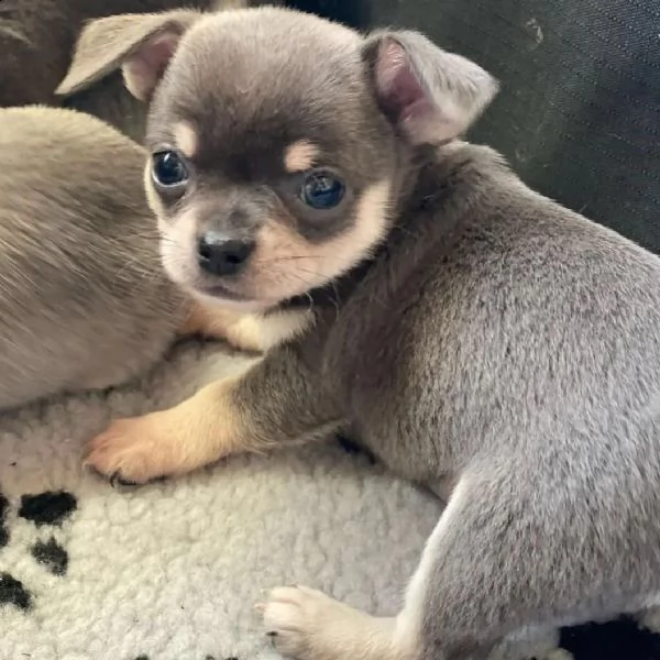 cuccioli di chihuahua di 8 settimane (+393509706299)
