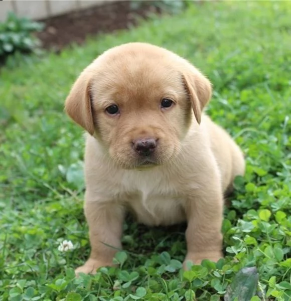 cuccioli di labrador | Foto 1