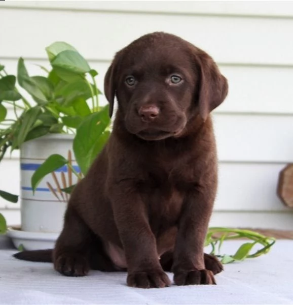 cuccioli di labrador | Foto 0