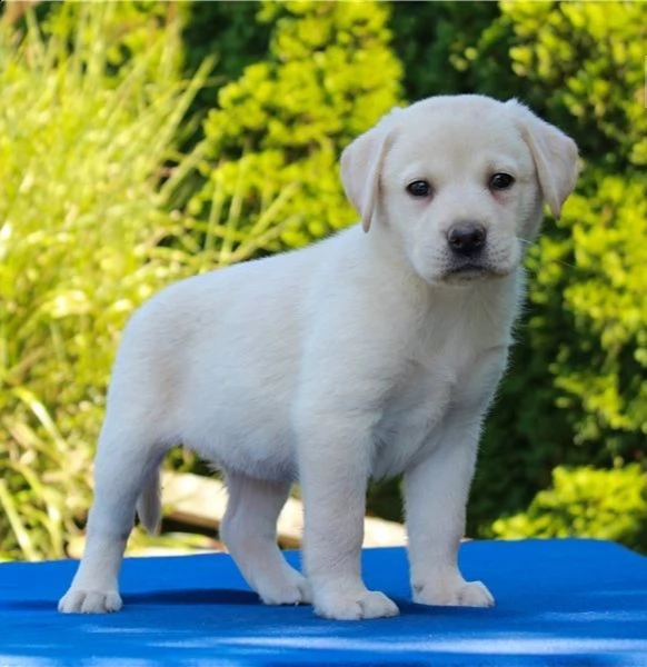 cuccioli di labrador