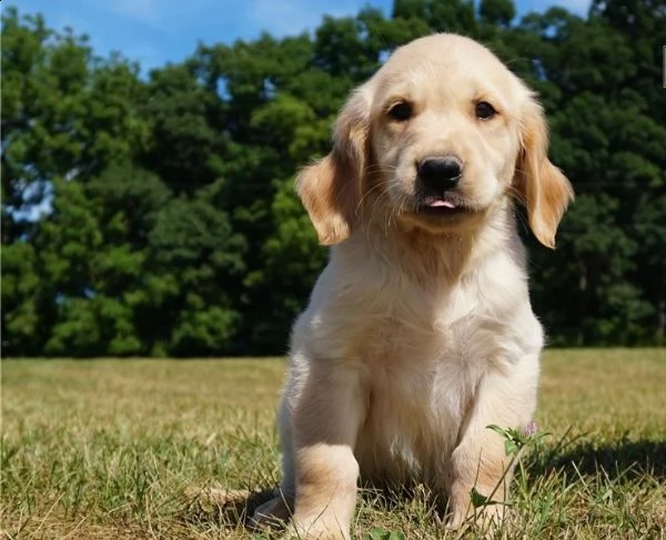 cuccioli di golden retriever con documenti | Foto 0