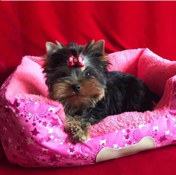 splendidi piccoli cuccioli di yorkie per l'adozione.  | Foto 1
