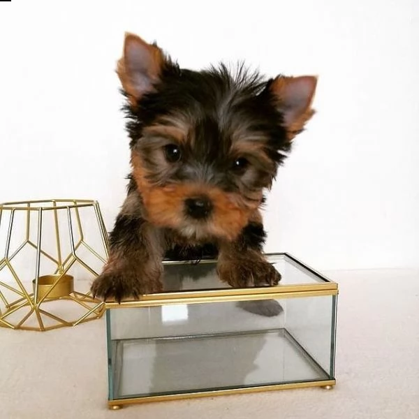 splendidi piccoli cuccioli di yorkie per l'adozione.  | Foto 0