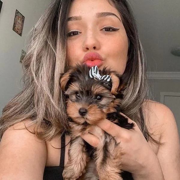 splendidi piccoli cuccioli di yorkie per l'adozione. 