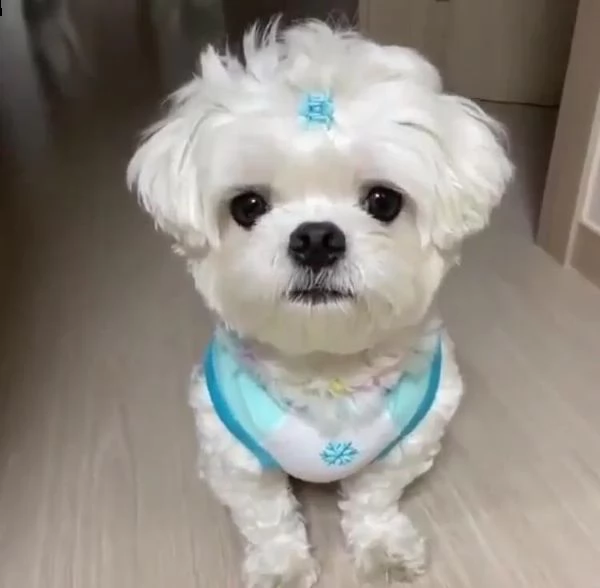 disponibili fantastici cuccioli di maltese t-cup. | Foto 0