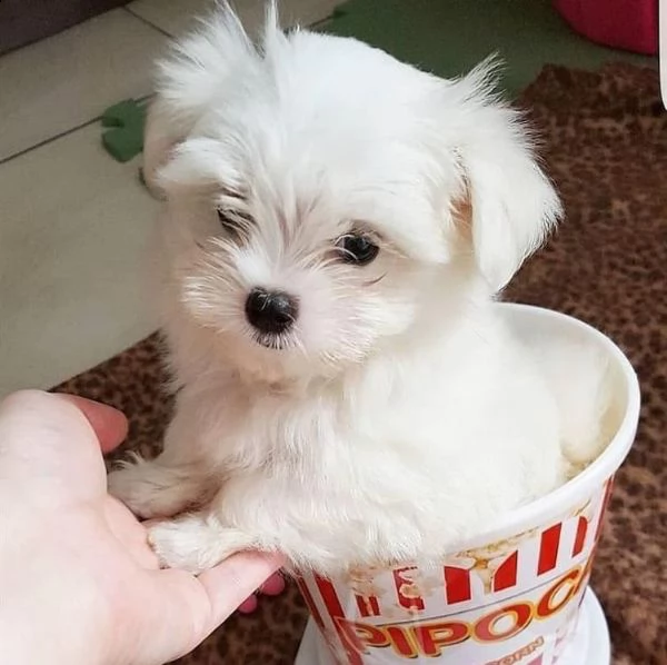 disponibili fantastici cuccioli di maltese t-cup.
