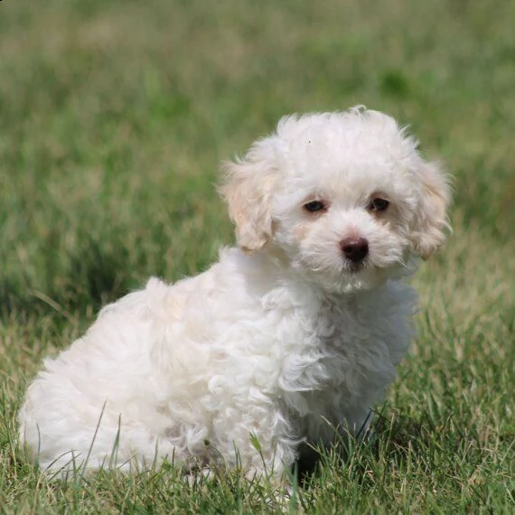 regalo abbiamo cuccioli di barboncino sono barboncino di dimensioni standard . sono registrati akc. 