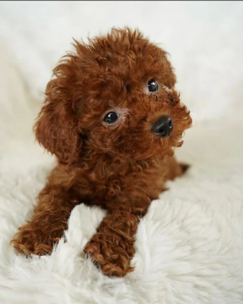 cuccioli barboncini toy piccoli 