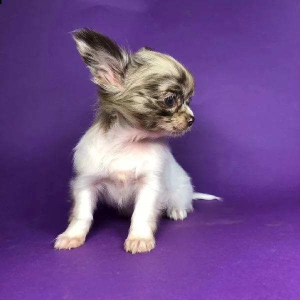 bellissimi cuccioli di chihuahua in adozione (+393509706299)