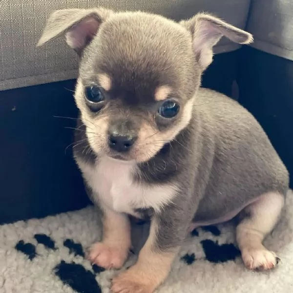 bellissimi cuccioli di chihuahua pre-viziati (+393509706299)