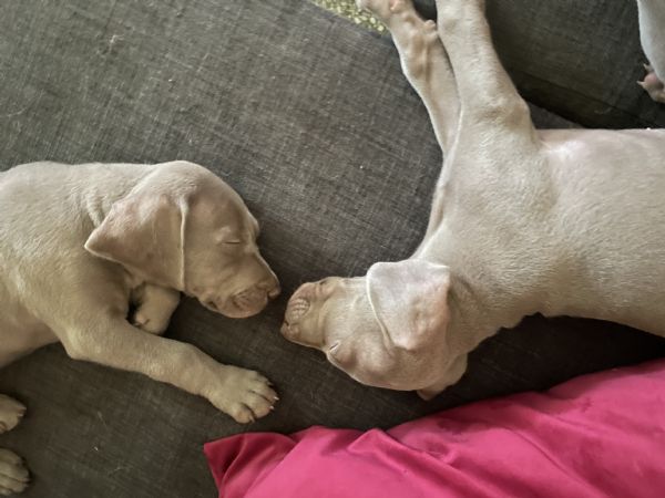 weimaraner. ultimi due cuccioli disponibili  nati il 4 agosto.  | Foto 1