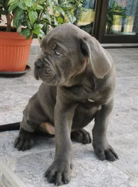 cane corso cuccioli raccomandazione | Foto 6