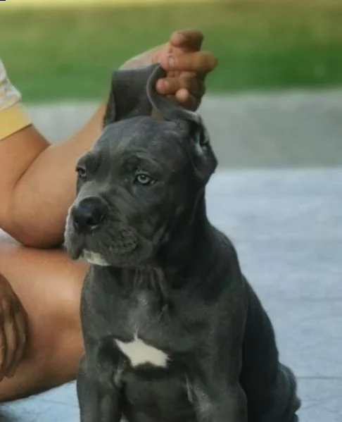 cane corso cuccioli raccomandazione | Foto 5