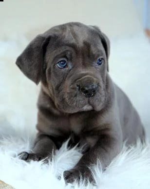 cane corso cuccioli raccomandazione | Foto 4