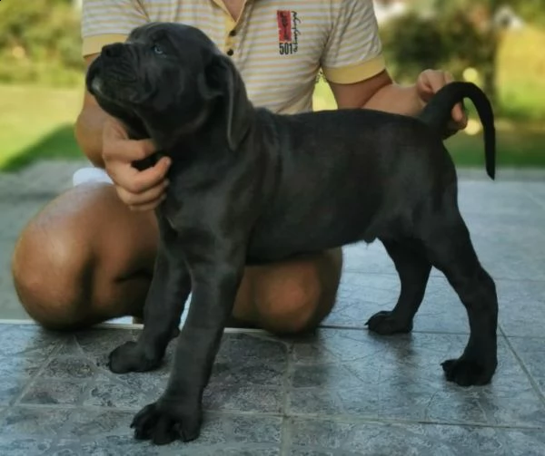 cane corso cuccioli raccomandazione | Foto 3