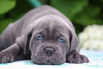 cane corso cuccioli raccomandazione | Foto 2