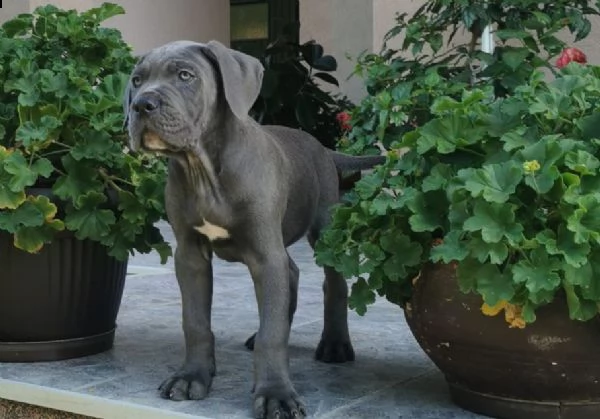 cane corso cuccioli raccomandazione | Foto 1