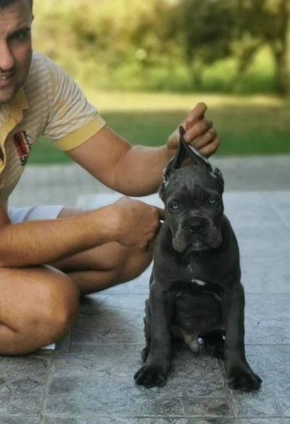 cane corso cuccioli raccomandazione