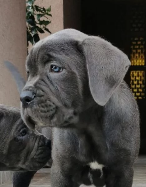 cane corso cuccioli raccomandazione | Foto 0
