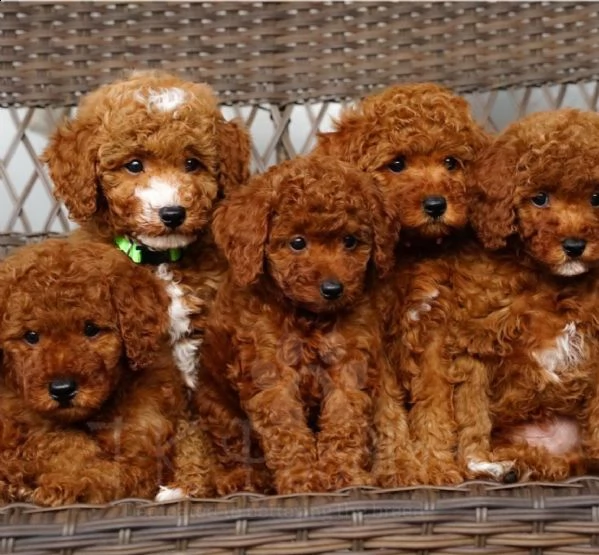 cuccioli di barboncino  | Foto 0