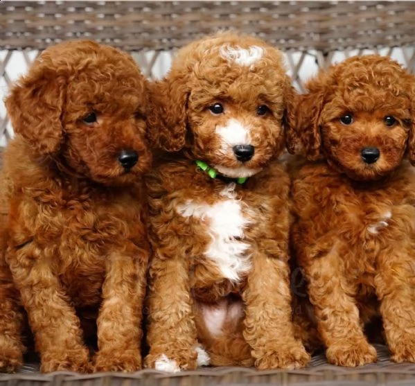 cuccioli di barboncino 