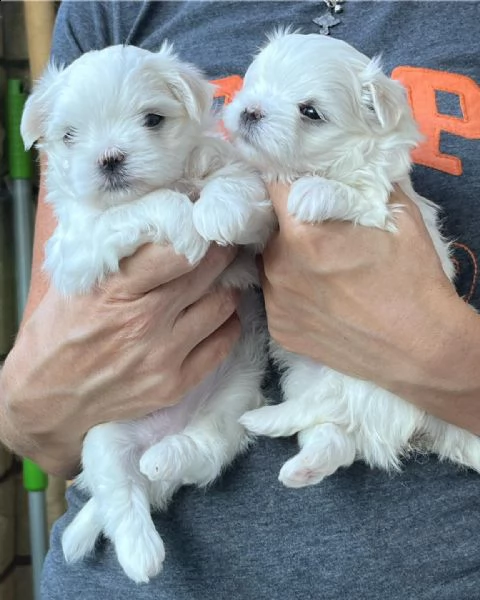 cuccioli maltesi 