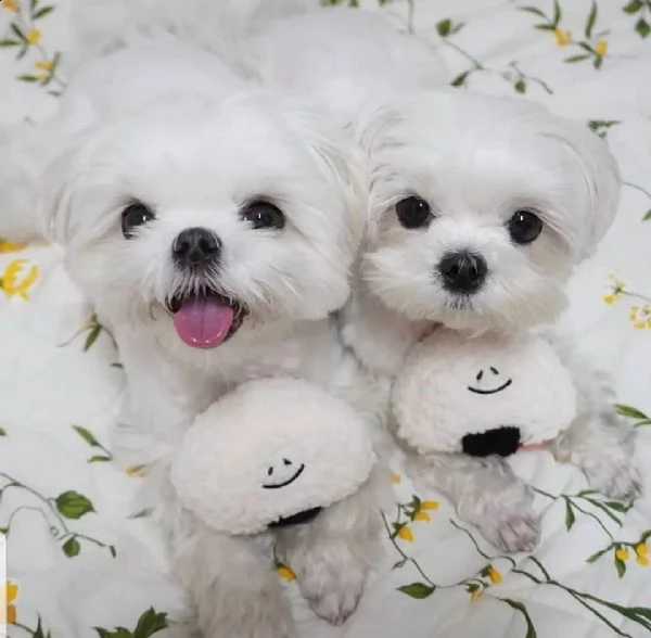 maltesi mini toy!!!