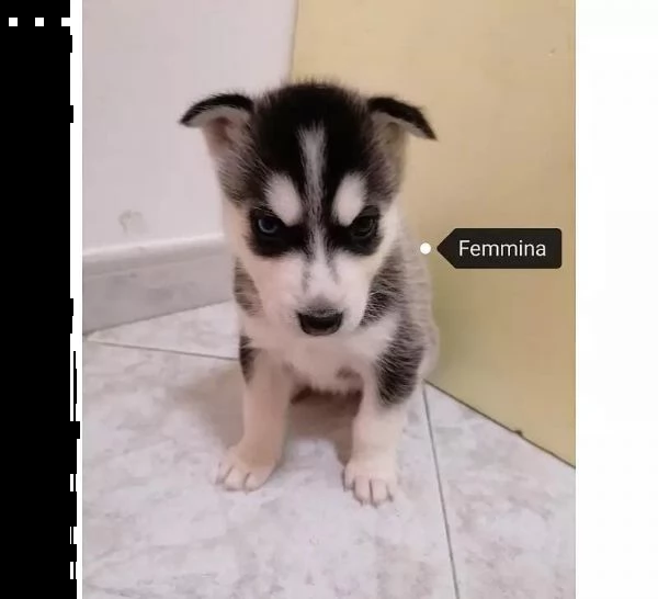 regalo cuccioli husky whatsapp (0039 353 317 4023 ) | Foto 2