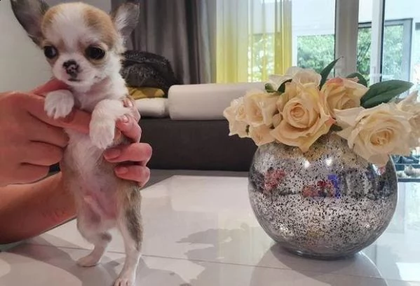 adotta un cucciolo di chihuahua whatsapp (0039 353 317 4023) | Foto 2