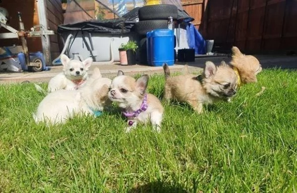 adotta un cucciolo di chihuahua whatsapp (0039 353 317 4023) | Foto 1