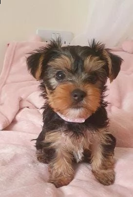 adotta un cucciolo di yorkie whatsapp ( 0039 353 317 4023 ) | Foto 2