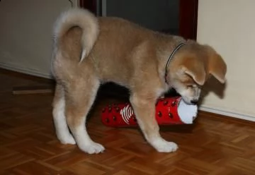cuccioli di akita inu con pedigree enci